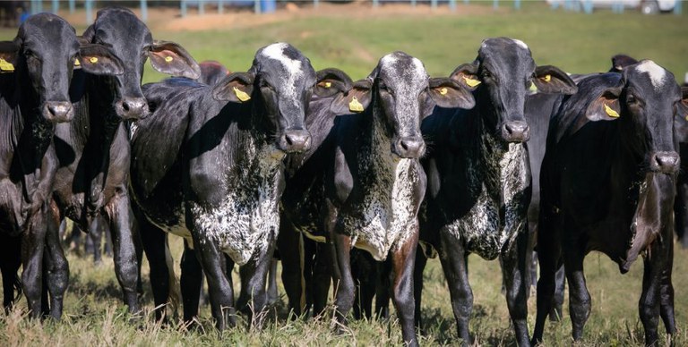 Na COP29, ministro Paulo Teixeira apresenta balanço dos primeiros meses do Plano Safra da Agricultura Familiar